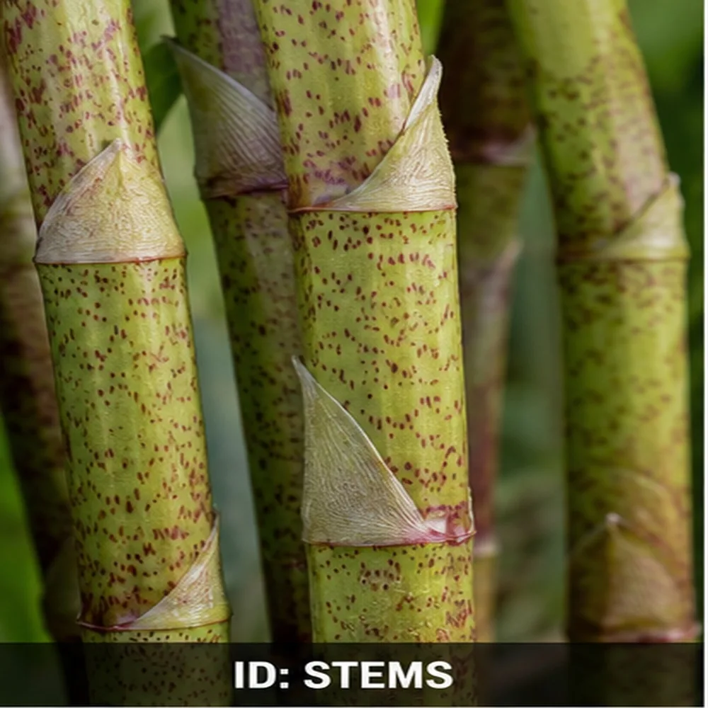 Hollow bamboo-like knotweed stems with purple speckles